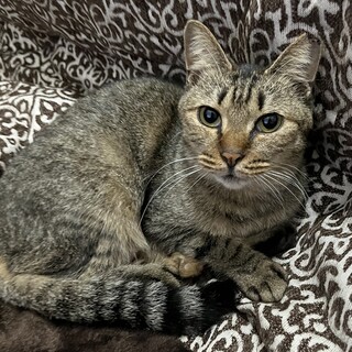 超甘えん坊の女の子です