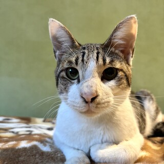 膝の上でご満悦♡人恋しさ満点！人が大好きブン太