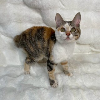 カエデちゃん♀@約3ヶ月半