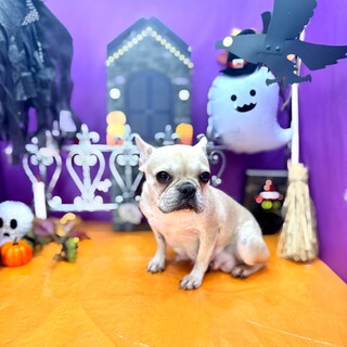 フレンチブルドッグの女の子♡