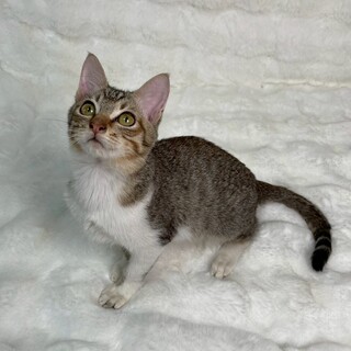 リンくん♂@約3ヶ月半