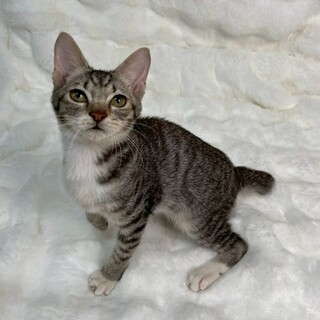 ドウくん♂@約3ヶ月半