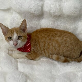 ヤマルくん♂@約6ヶ月未満