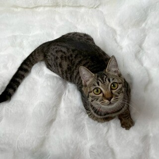 パピコちゃん♀@約6ヶ月未満