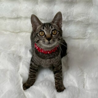 エメラちゃん♀@約5ヶ月