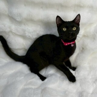 黒くん♂@約5ヶ月