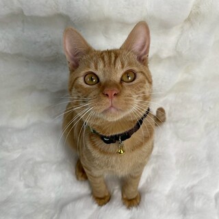 とらくん♂@約5ヶ月