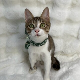 ダリアくん♂@約4ヶ月