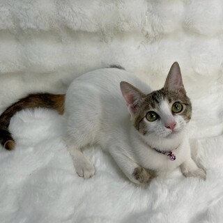 エリカちゃん♀@約4ヶ月