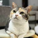 シニア10歳/1匹飼い/日中在宅の方/三毛猫メス