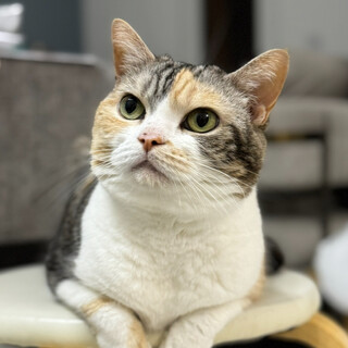 シニア10歳/1匹飼い/日中在宅の方/三毛猫メス