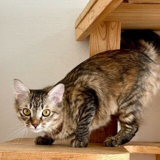 ハニーちゃん♀@約6ヶ月