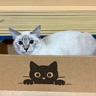 ハイジちゃん♀@約6ヶ月