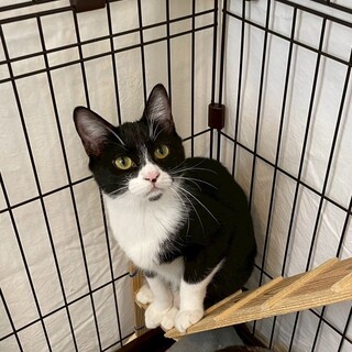 ライスちゃん♀@約6ヶ月