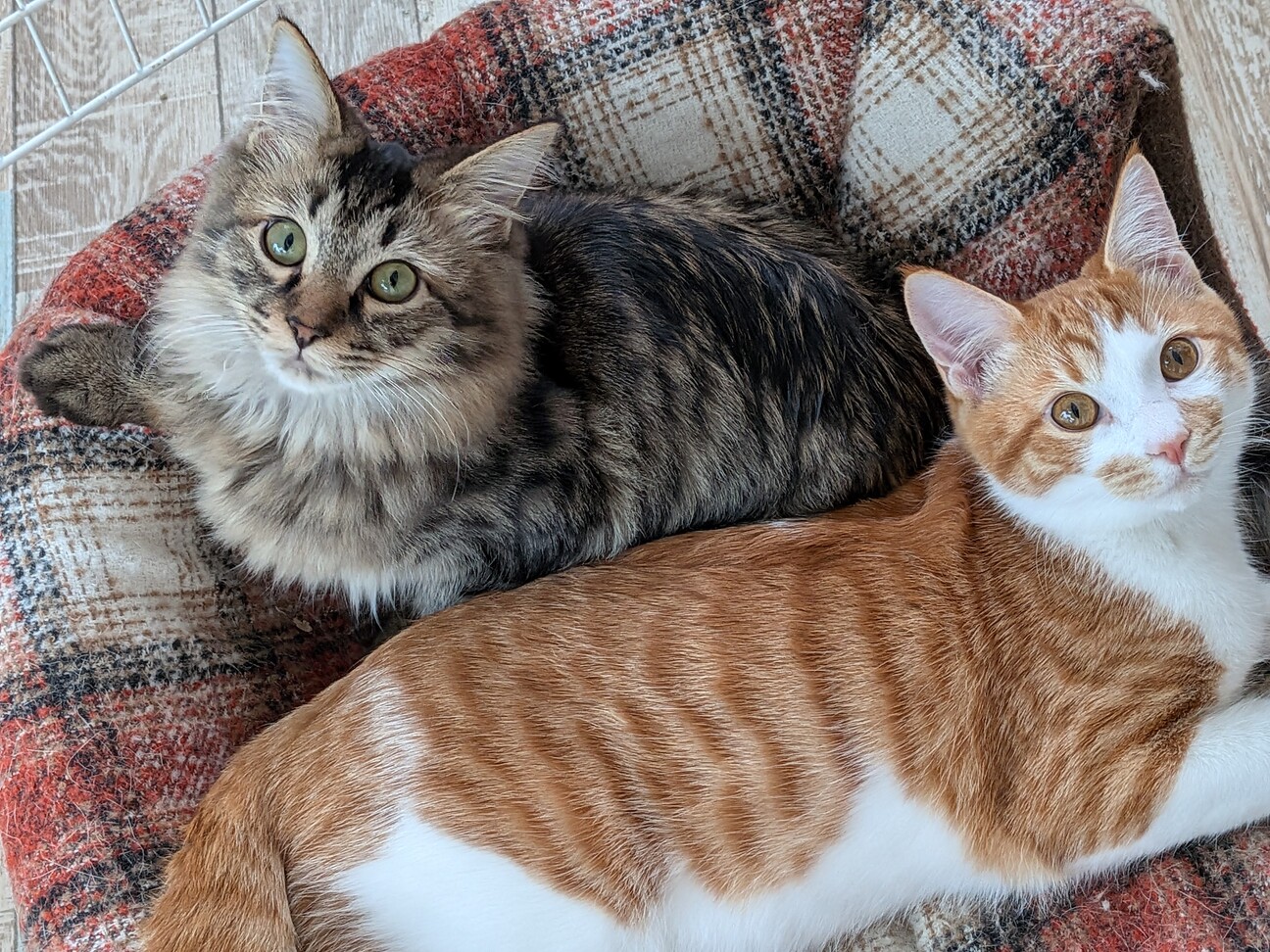 長毛と茶白の仲良し兄弟☆」兵庫県 - 猫の里親募集(532870) :: ペット