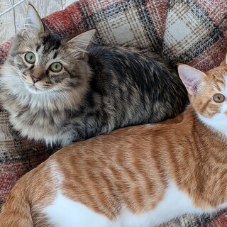 長毛と茶白の仲良し兄弟☆