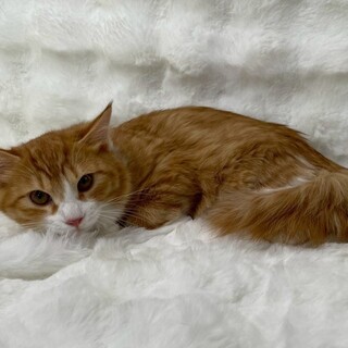 サブレくん♂@約6ヶ月