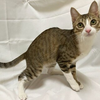 ちまきくん♂@約6ヶ月