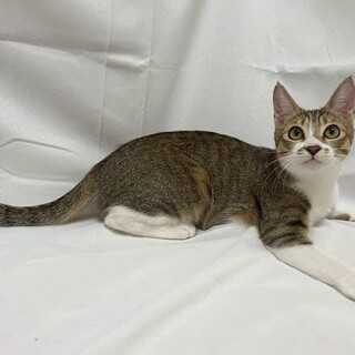 おこわくん♂@約6ヶ月