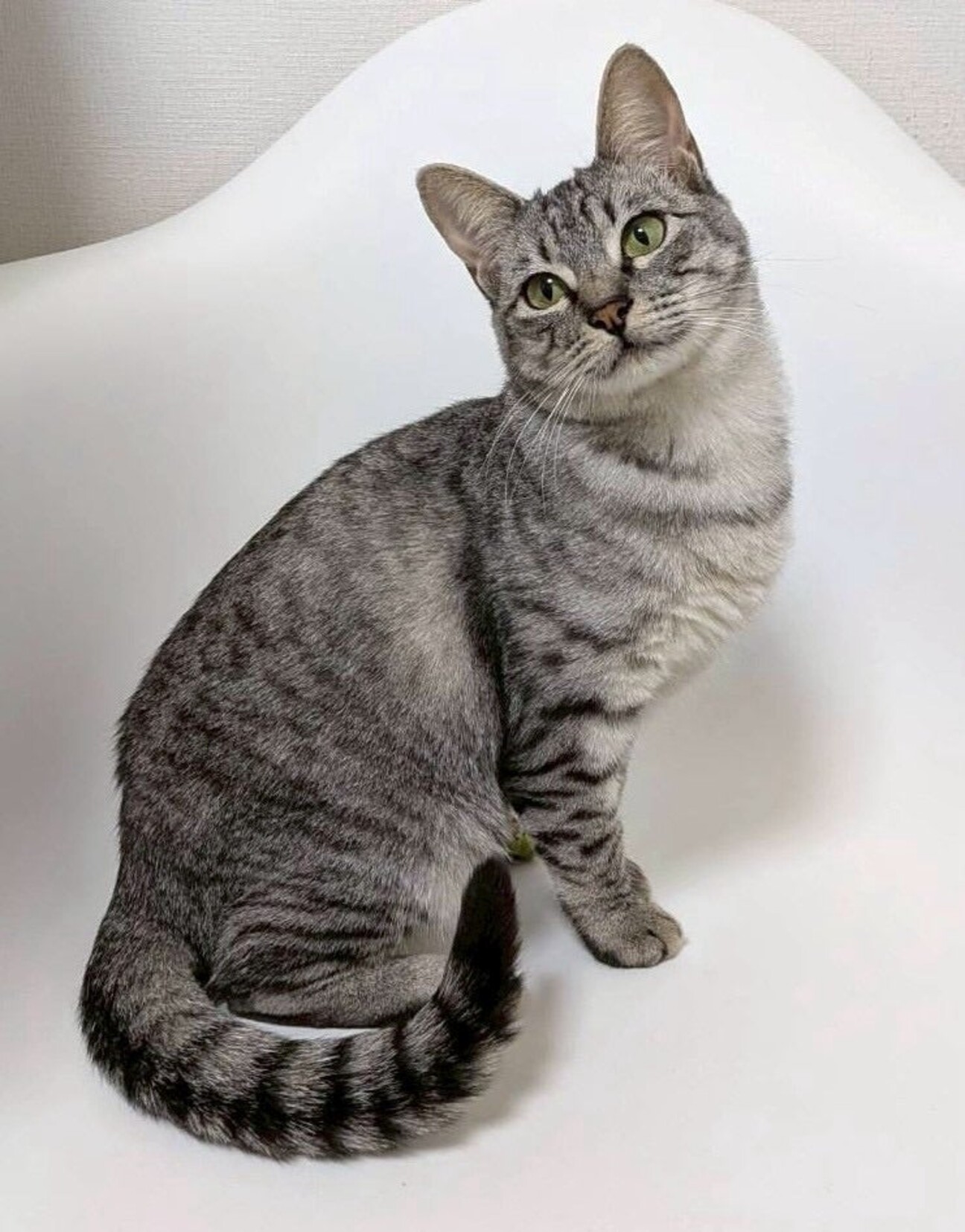 ミミちゃん♀@約5ヶ月」東京都 - 猫の里親募集(532874) :: ペットの