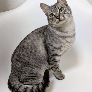 ミミちゃん♀@約5ヶ月