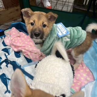 雑種の男の子　ダージリンくん