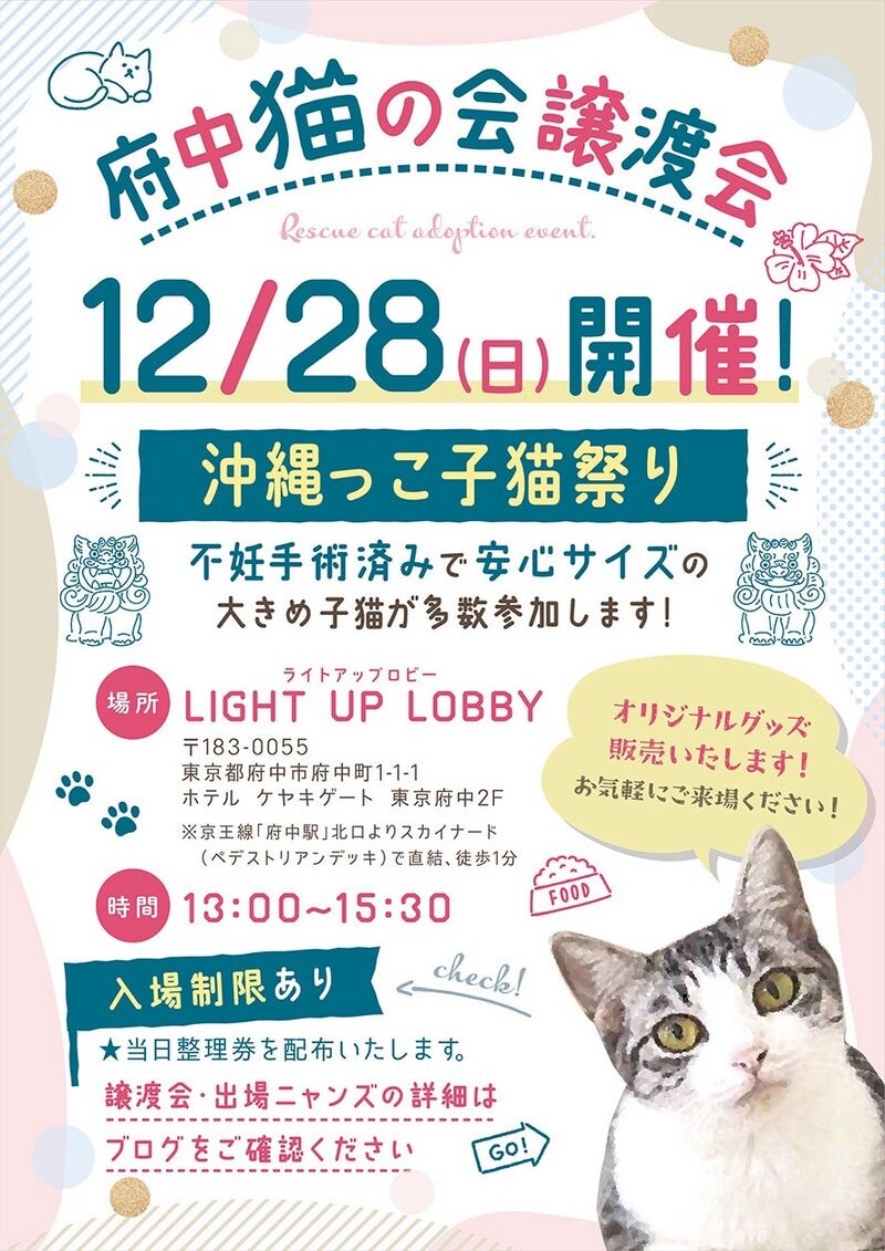 フライくん♂@約5ヶ月」東京都 - 猫の里親募集(532876) 5枚目の画像