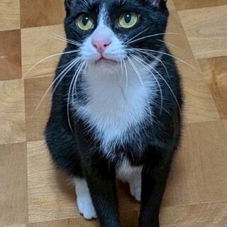 くろみつくん♂@約1歳