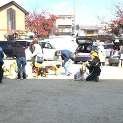 「犬の合宿所in高槻」の里親募集会 サムネイル3