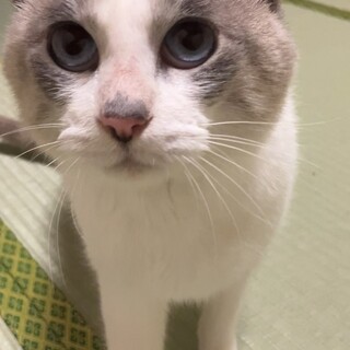 青い瞳のシャム猫系男の子