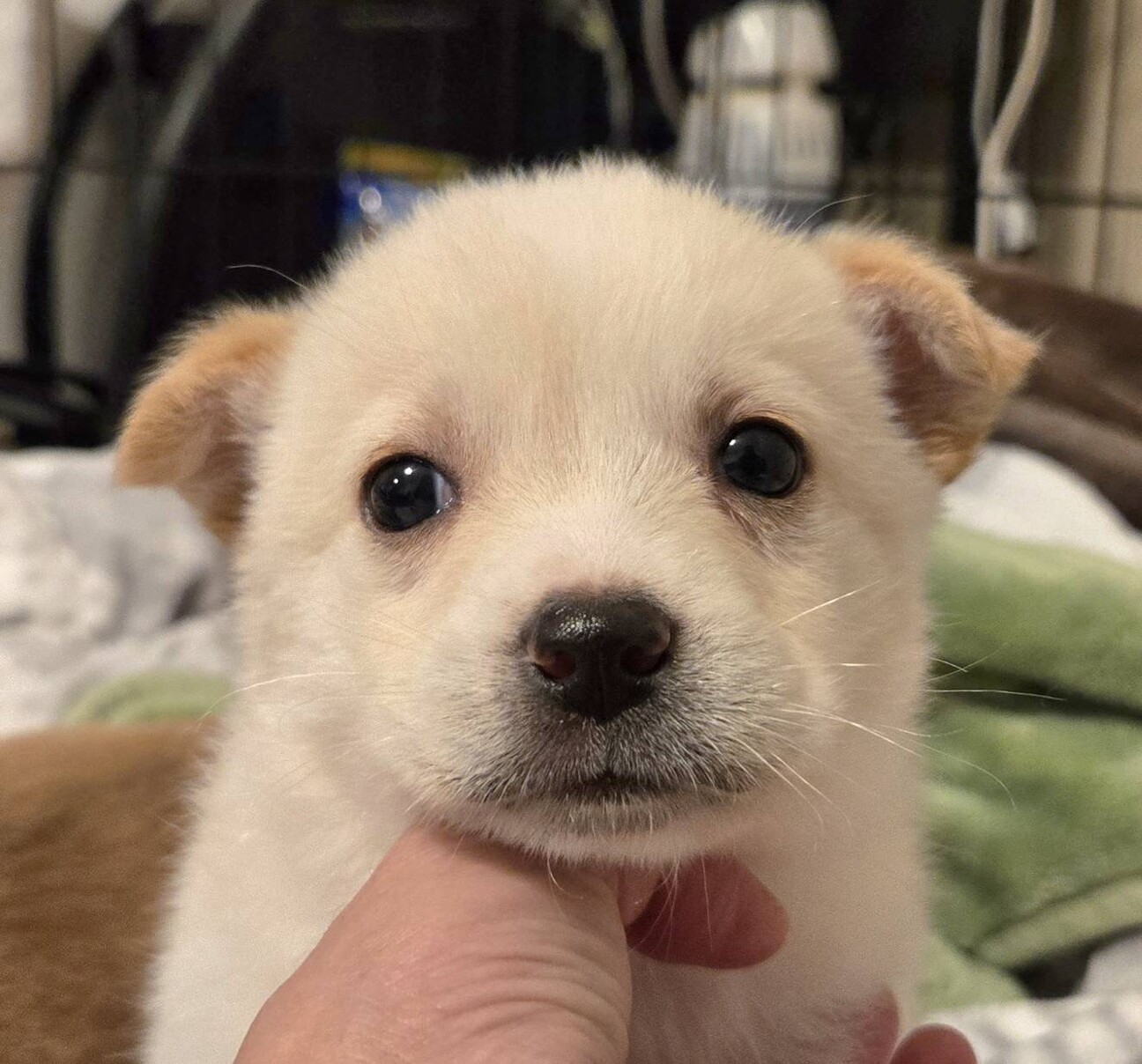 もこもこ推定1.5ヶ月の女の子」奈良県 - 犬の里親募集(532886