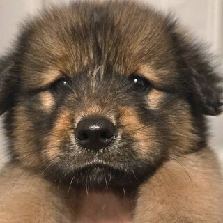 もこもこ推定1.5ヶ月男子①