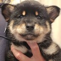 募集一時停止中ですもこもこ推定1.5ヶ月男子②