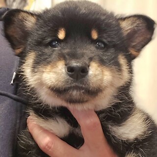 募集一時停止中ですもこもこ推定1.5ヶ月男子②