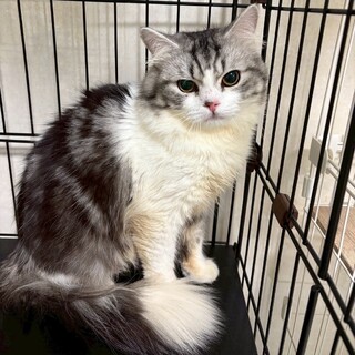 人馴れ〇ふわふわの美猫くん★あんこくん