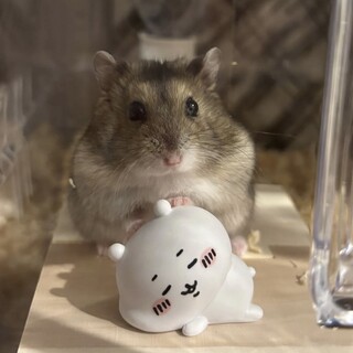 1歳のジャンガリアンハムスター むぎくん