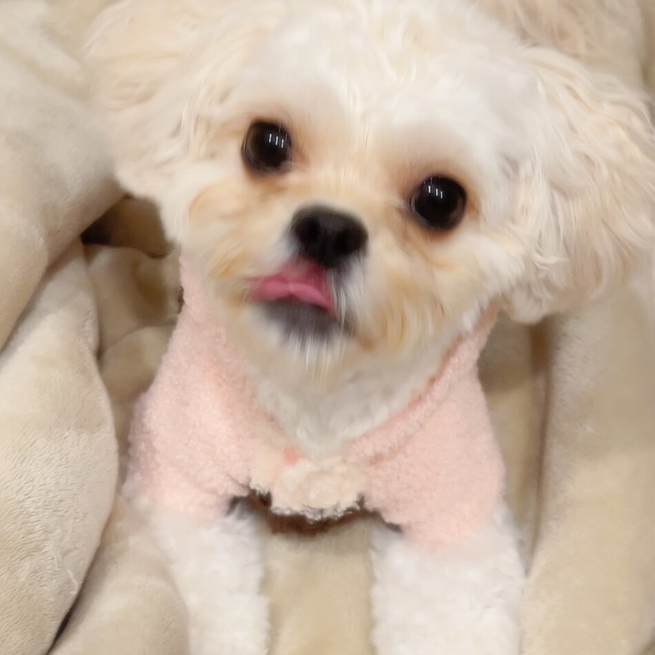 ぽぽちゃん！のカバー写真