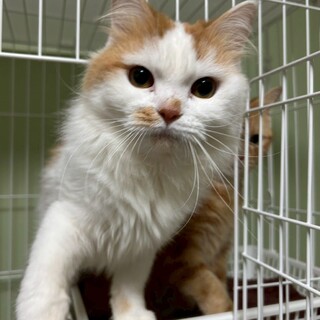 人馴れしています〇ふわふわ長毛★白夜くん