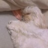 すやすや