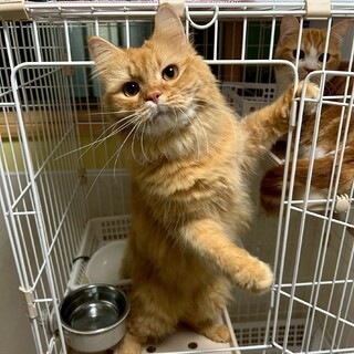 甘えん坊のふわふわ男子★ポッポくん