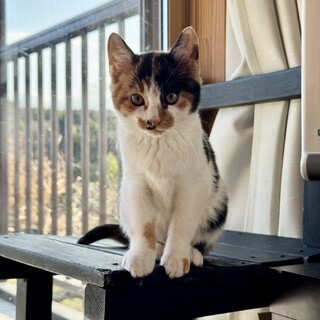 推定5ヶ月！きれいな三毛猫です