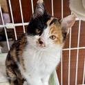 猫が大好き！綺麗な三毛猫(推定4ヶ月)