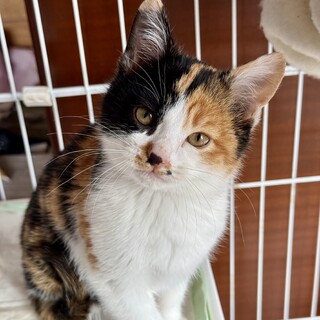 猫が大好き！綺麗な三毛猫(推定4ヶ月)