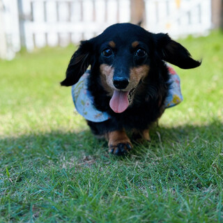 ミニチュアダックスの女の子♡おとめちゃん