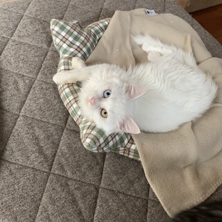 オッドアイの男の子♡