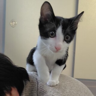 トライアル中　天真爛漫なかわいいハチワレくん