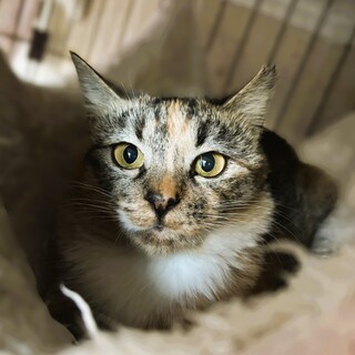 ◆3/20◆かわいいおめめクリクリ縞ミケ姫❤なみ