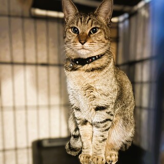 ◆3/20◆人大好きイケメンキジ男子❤やすたか