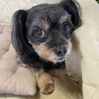 飼い主が急死したため、里親を探しています。