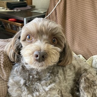 飼い主が急死したため、里親を探しています。